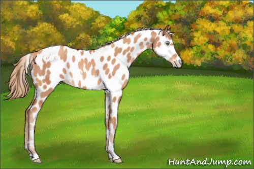 Horse Color:White Spotted Gold Champagne Leopard 