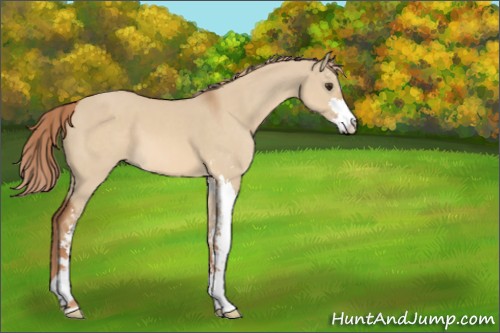 Horse Color:Red Dun Sabino 