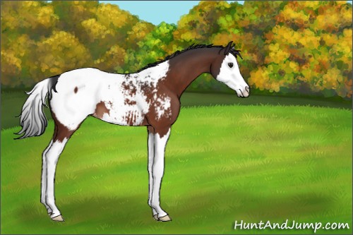 Horse Color:Brown Sabino Splash Appaloosa 