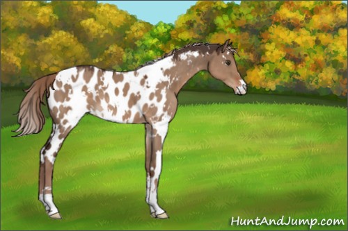 Horse Color:White Spotted Liver Red Dun Sabino Appaloosa 