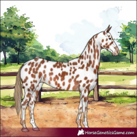 Horse Color:Chestnut Appaloosa 