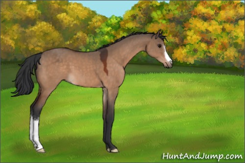 Horse Color:Bay Dun 
