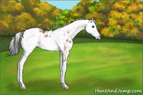 Horse Color:Bay Dun Sabino Appaloosa 