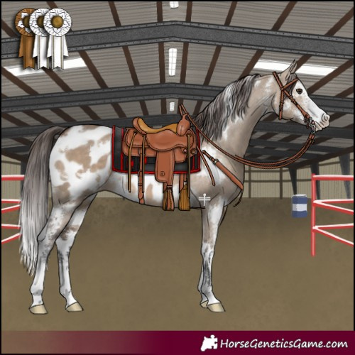Horse Color:White Spotted Brown Dun Sabino Appaloosa 