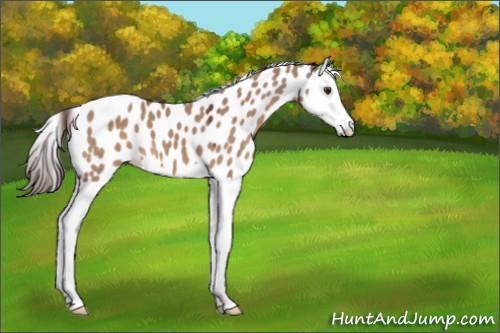 Horse Color:Liver Red Dun Splash Appaloosa 
