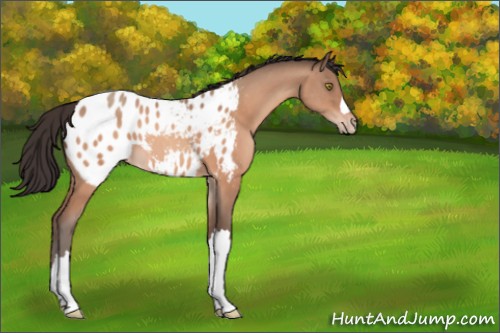 Horse Color:Sable Champagne Appaloosa 