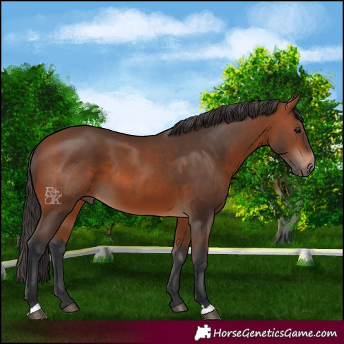 Horse Color:Bay 