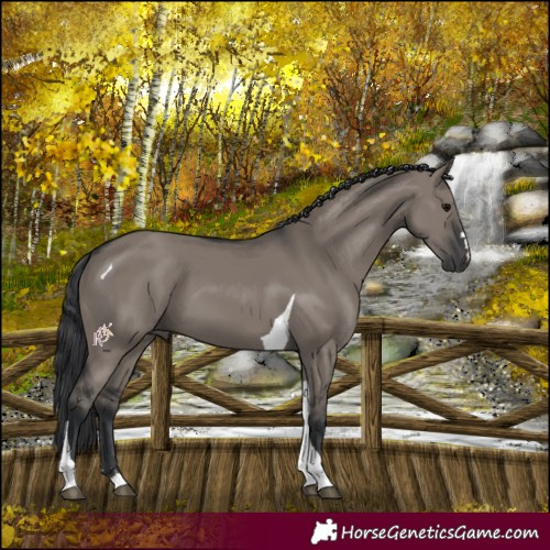 Horse Color:Grullo Tobiano 