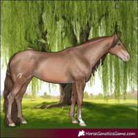 Horse Color:Brown Pearl 