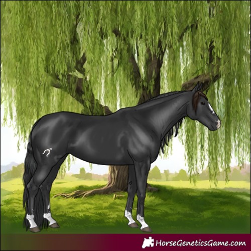 Horse Color:Black 