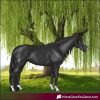 Horse Color:Black 