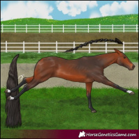 Horse Color:Bay 