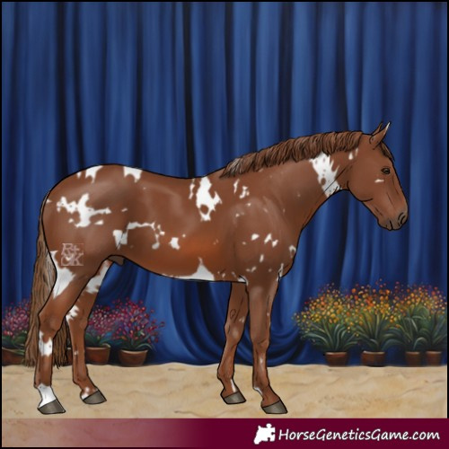 Horse Color:White Spotted Chestnut 
