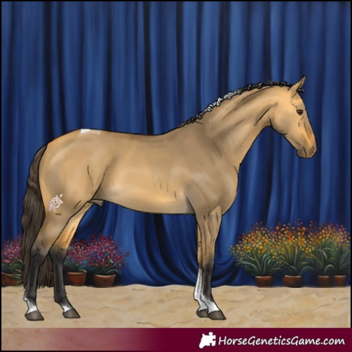 Horse Color:Buckskin Dun Tobiano 