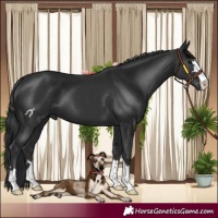 Horse Color:Black 