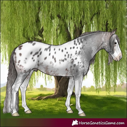 Horse Color:White Spotted Brown Splash Appaloosa 