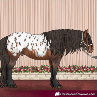 Horse Color:Bay Blanket 
