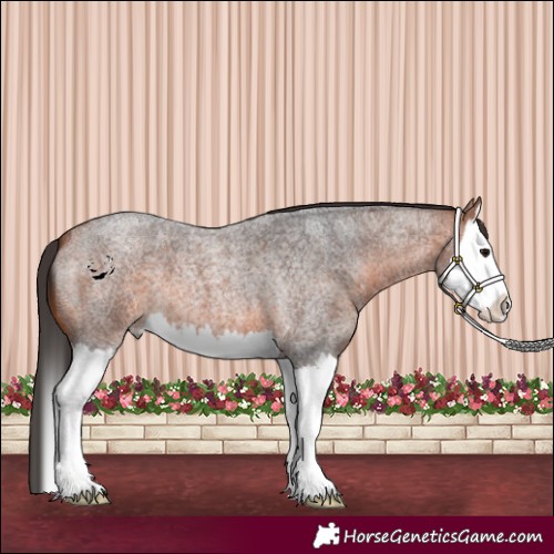 Horse Color:Bay Roan Splash 