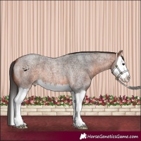 Horse Color:Bay Roan Splash 