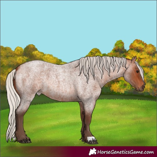 Horse Color:Silver Brown Roan 