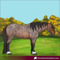 Horse Color:Bay Roan 