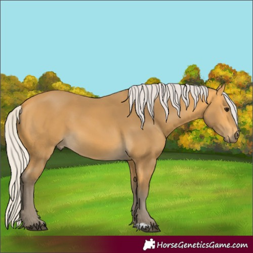 Horse Color:Silver Buckskin 