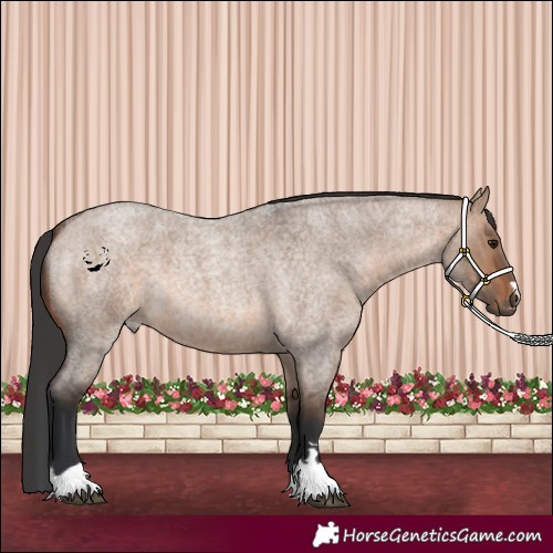 Horse Color:Brown Roan Dun 