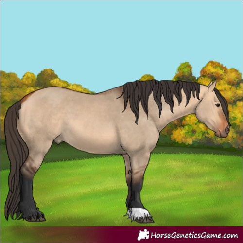 Horse Color:Bay Dun 