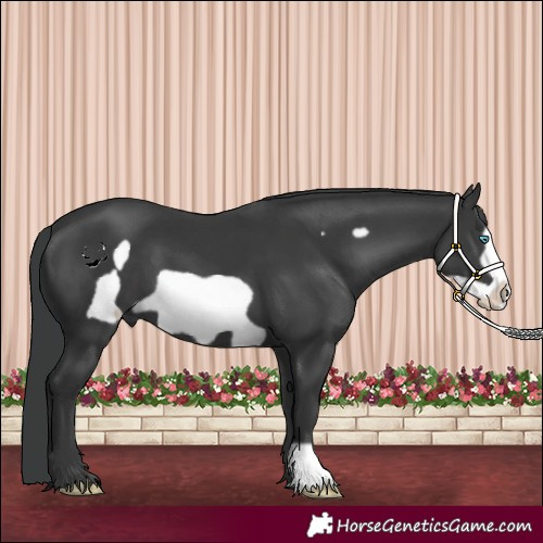 Horse Color:Black Frame 