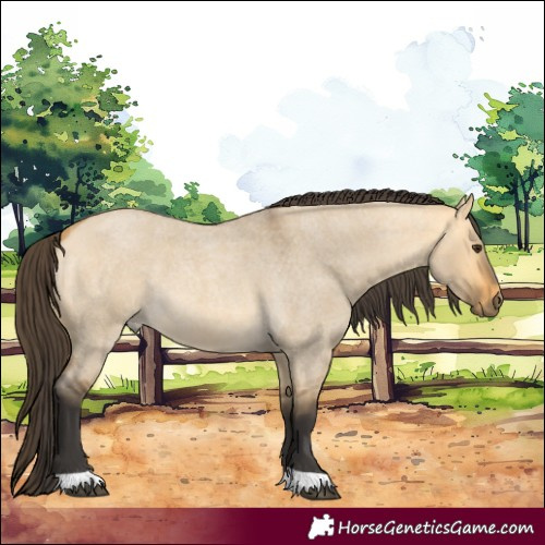 Horse Color:Buckskin Roan Dun 