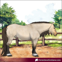 Horse Color:Buckskin Roan Dun 