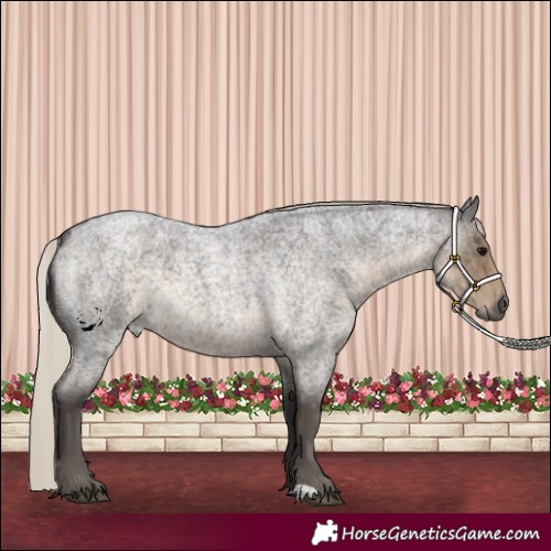 Horse Color:Silver Smoky Blue Roan 