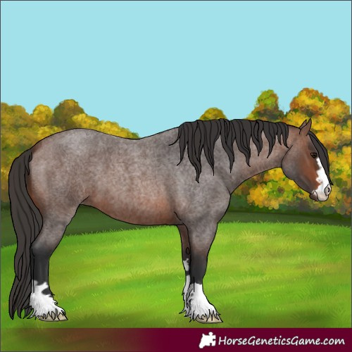 Horse Color:Brown Roan 