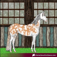 Horse Color:Chestnut Appaloosa