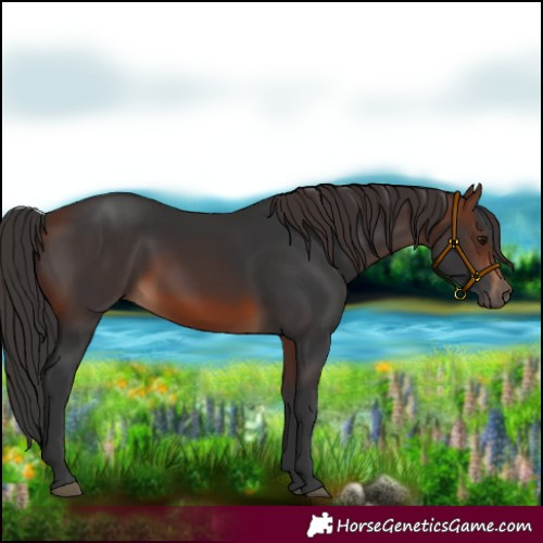 Horse Color:Brown 