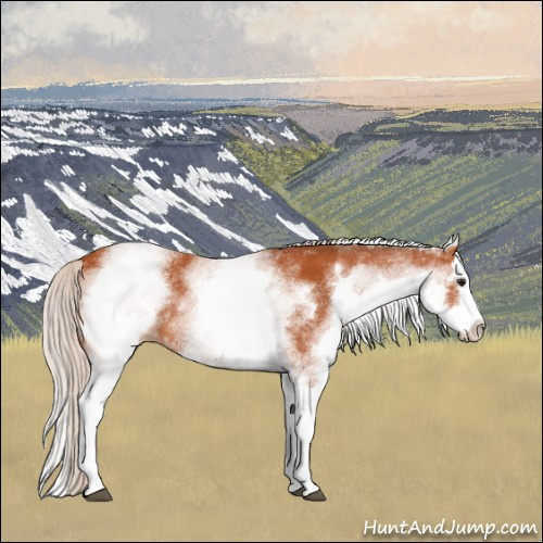 Horse Color:White Spotted Silver Bay Splash 