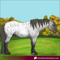 Horse Color:Grullo Roan Appaloosa 
