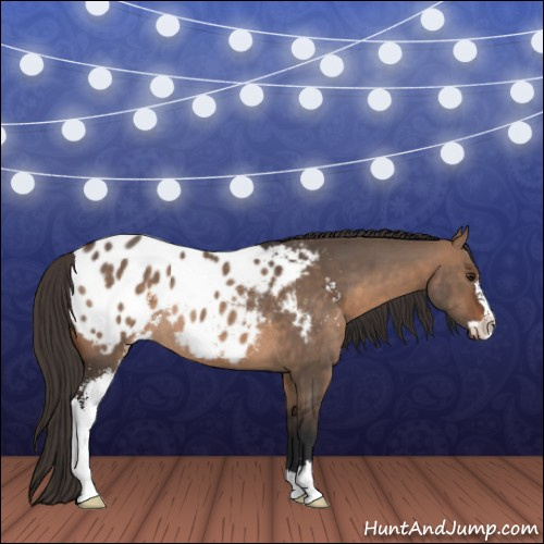 Horse Color:Brown Dun Sabino Appaloosa Rabicano 