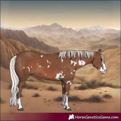 Horse Color:White Spotted Silver Black Splash 