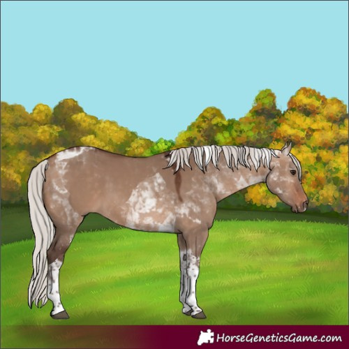 Horse Color:Silver Brown Dun Tobiano 