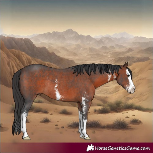 Horse Color:Brown Sabino Splash Rabicano 