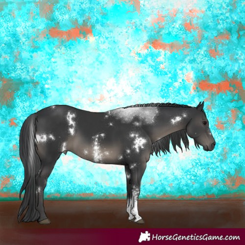 Horse Color:White Spotted Black Sabino Rabicano 