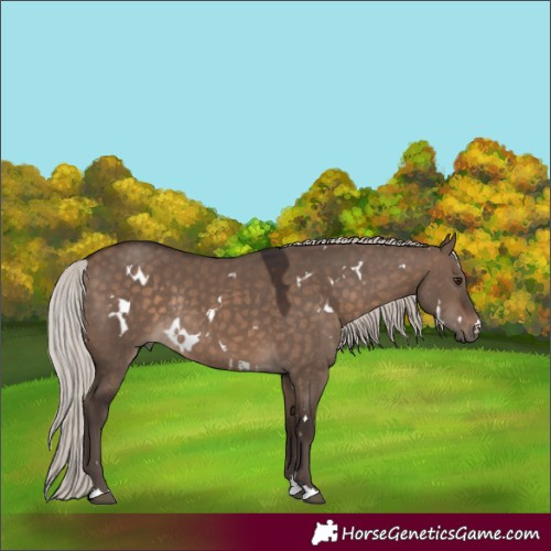 Horse Color:White Spotted Silver Brown Dun Rabicano 
