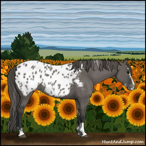Horse Color:Grullo Sabino Appaloosa Rabicano 