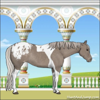 Horse Color:Silver Grullo Tobiano Appaloosa Rabicano 