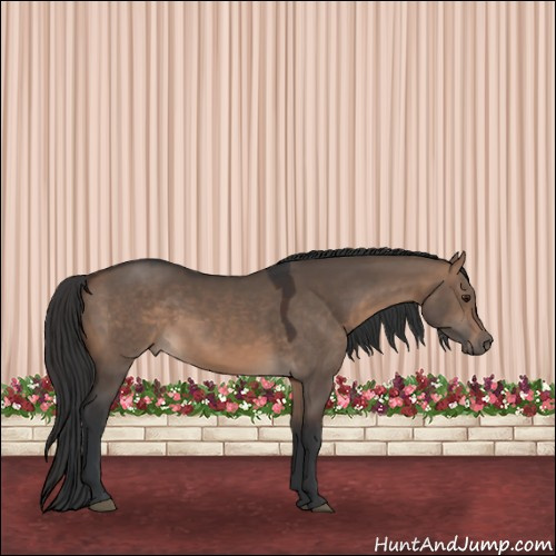 Horse Color:Brown Dun Sabino Rabicano 