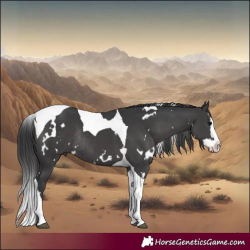 Horse Color:White Spotted Black Splash Tobiano Rabicano 
