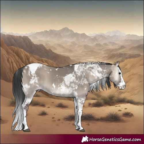 Horse Color:White Spotted Grullo Onyx Splash Tobiano 