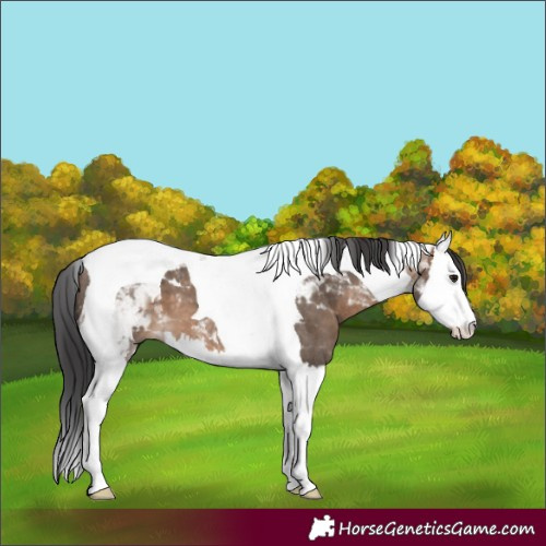 Horse Color:Brown Dun Splash Tobiano