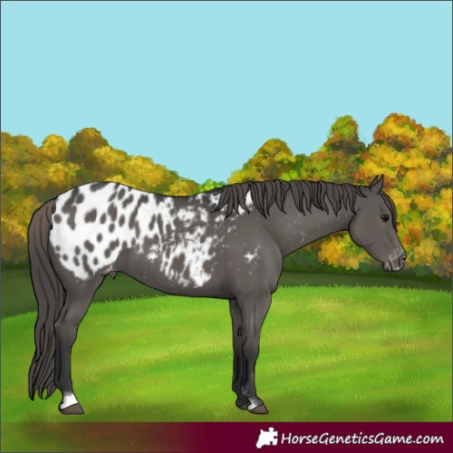 Horse Color:Grullo Sabino Appaloosa 